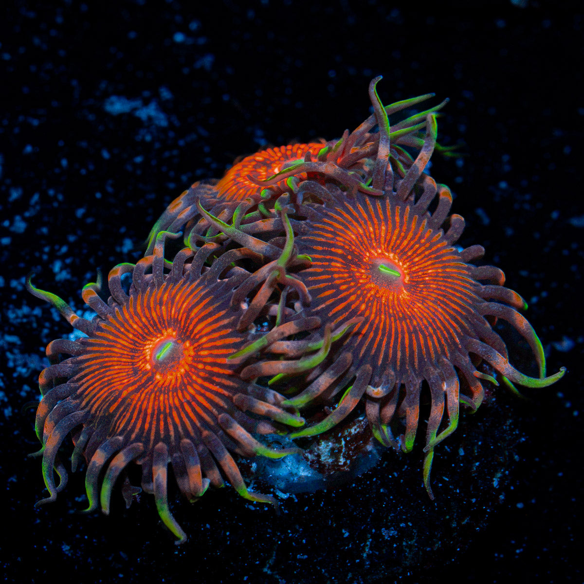 Aztec Warrior Zoanthid Coral colony growth in reef aquarium