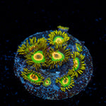 Rasta Zoanthid Coral with colony growth in reef aquarium