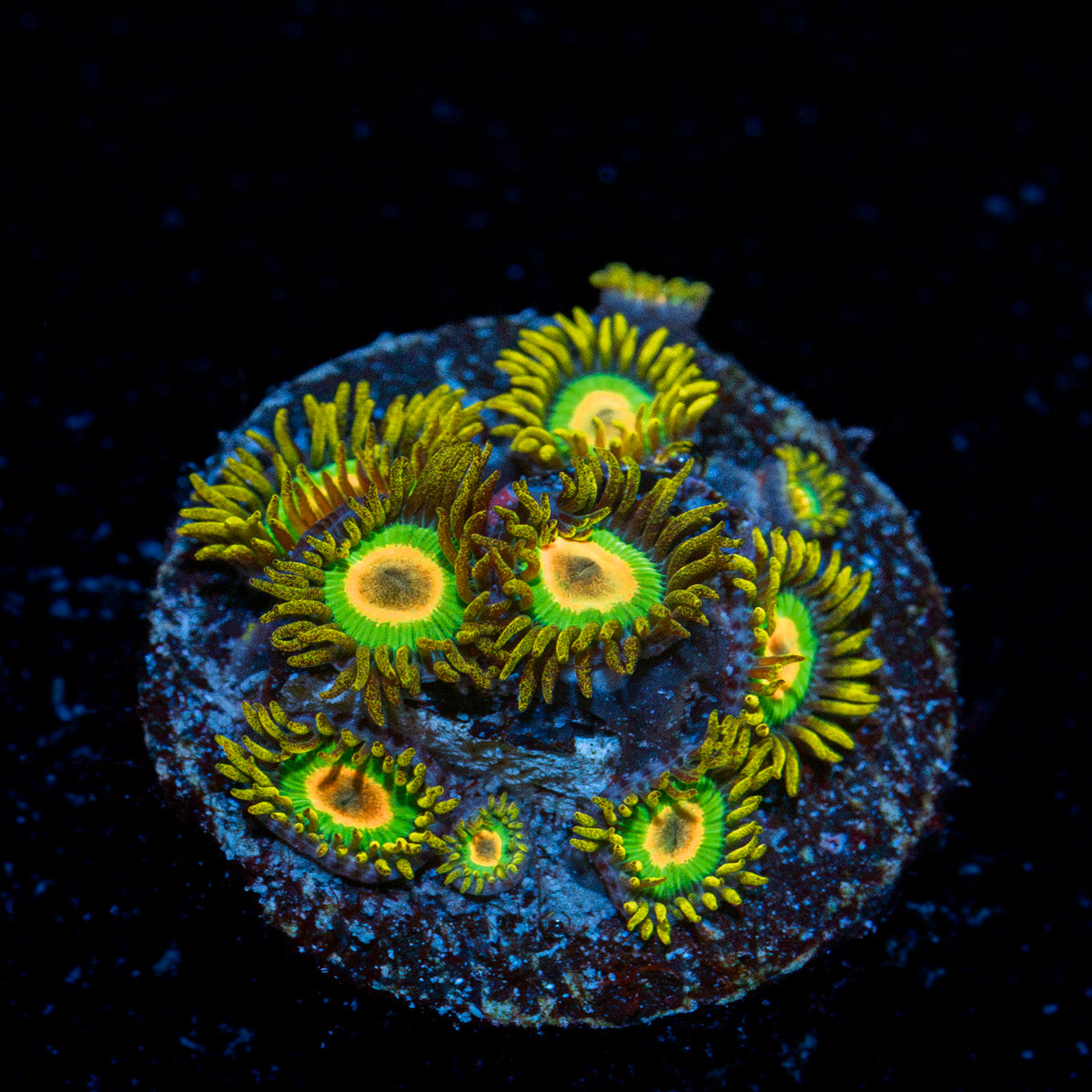 Rasta Zoanthid Coral with colony growth in reef aquarium