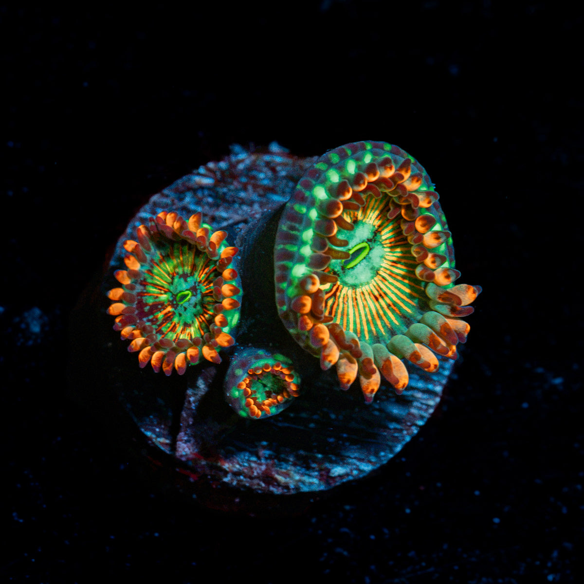 White Zombie Zoanthid Coral colony growth in reef aquarium