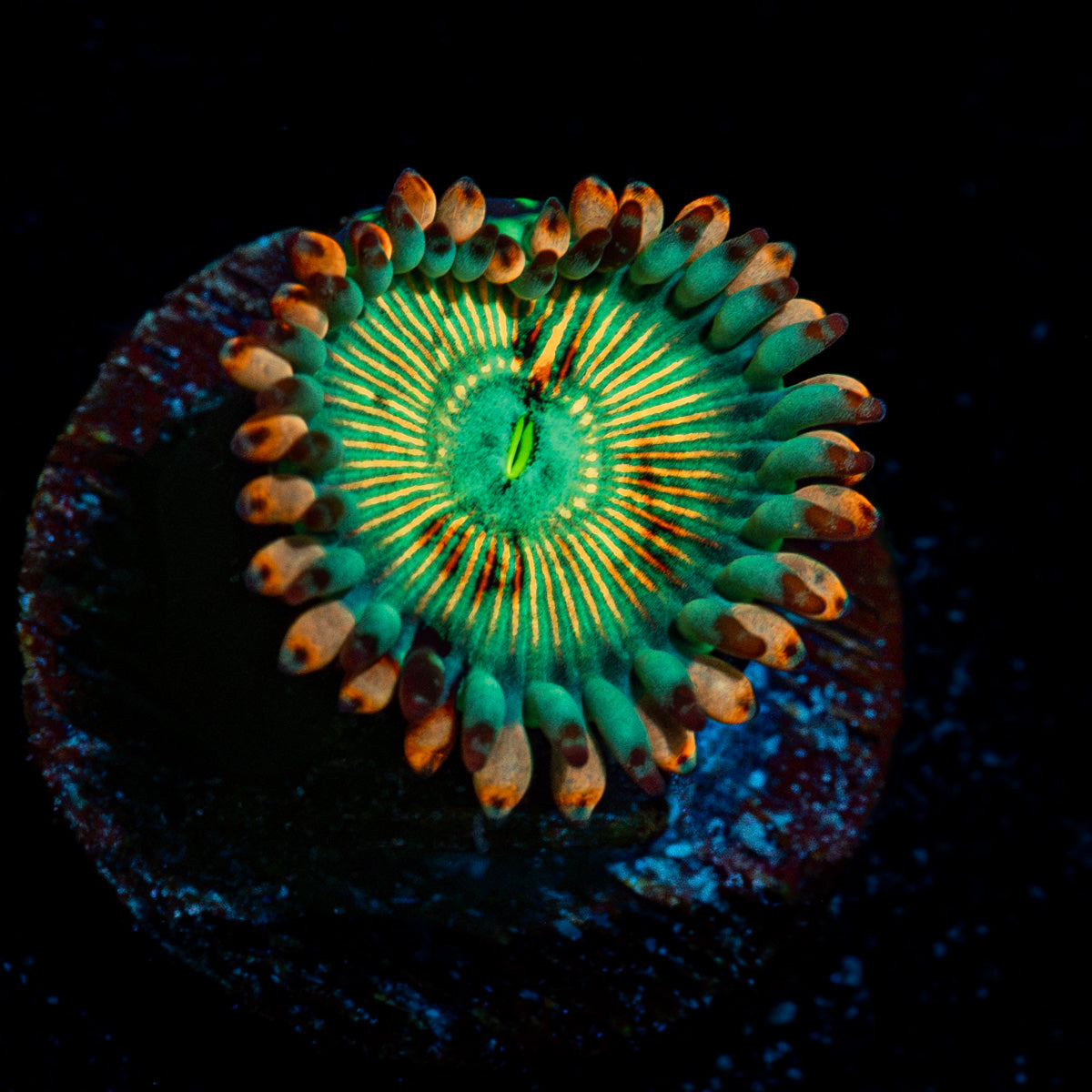 White Zombie Zoanthid Coral with colony growth in reef aquarium