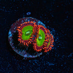 Candy Apple Red Zoanthid Coral with colony growth in reef aquarium