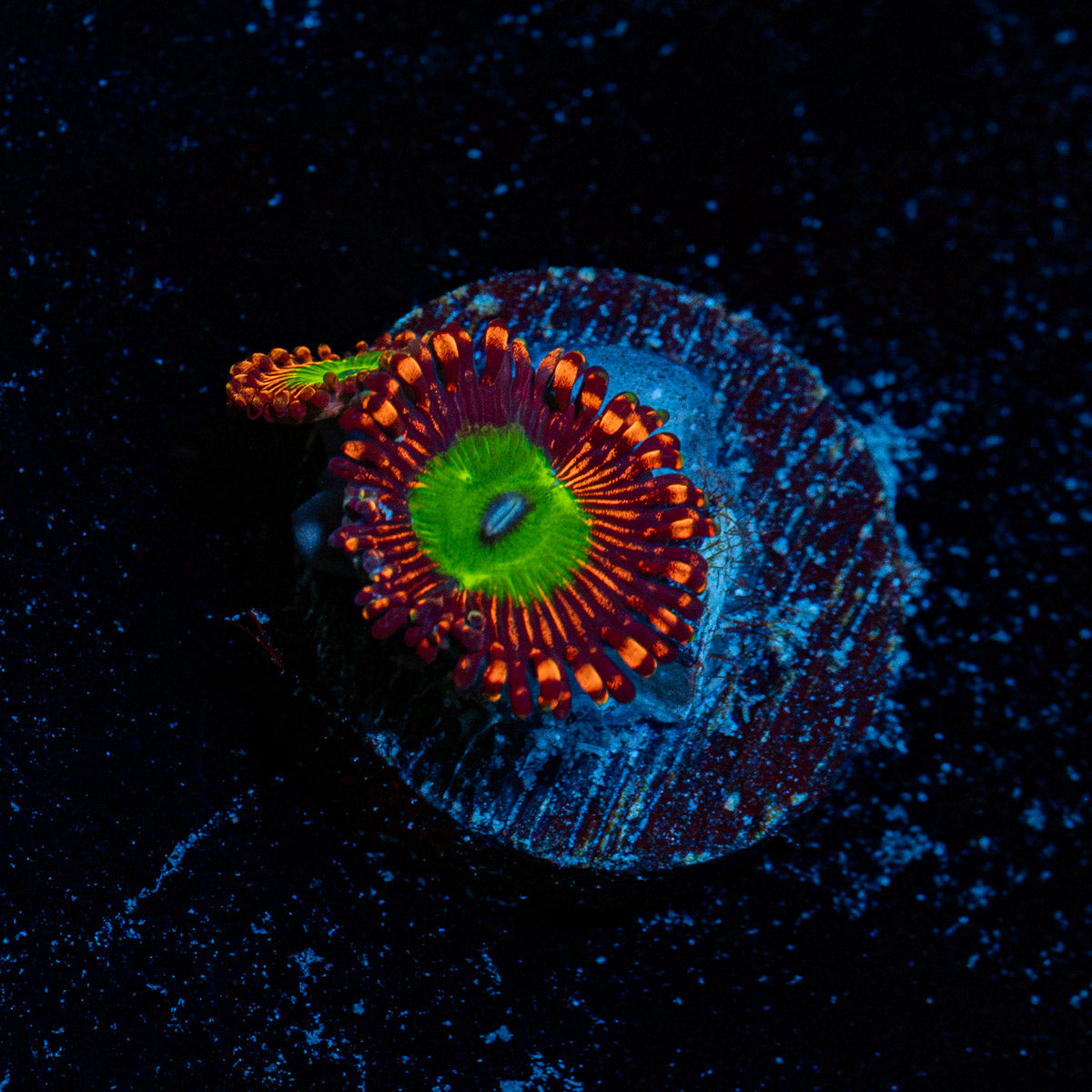 Candy Apple Red Zoanthid Coral with colony growth in reef aquarium