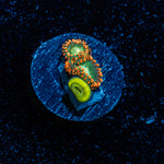 Blueberry Yum Yum Zoanthids Coral colony growth in reef aquarium