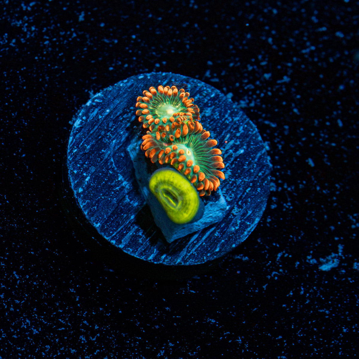 Blueberry Yum Yum Zoanthids Coral colony growth in reef aquarium