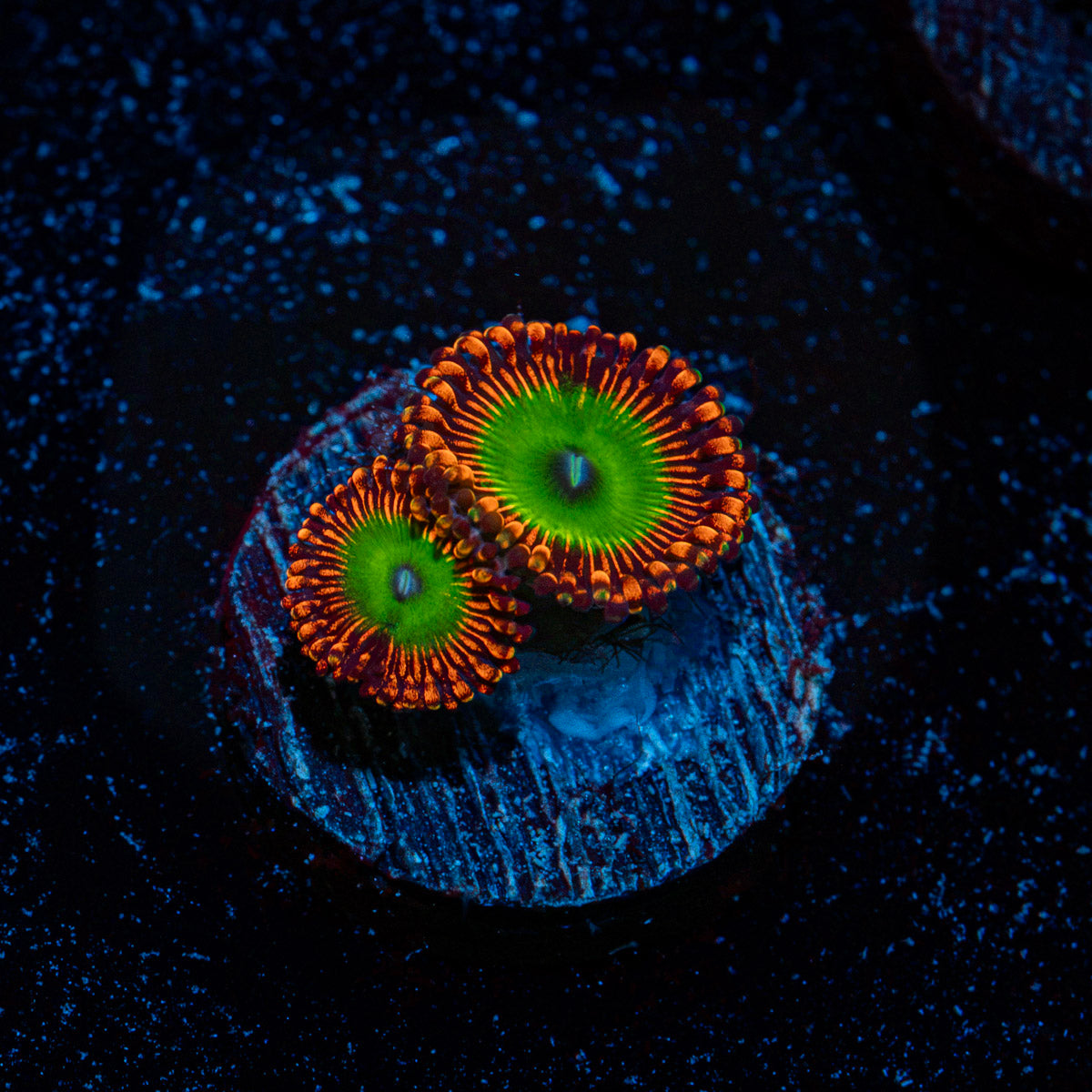 Candy Apple Red Zoanthid Coral colony growth in reef aquarium
