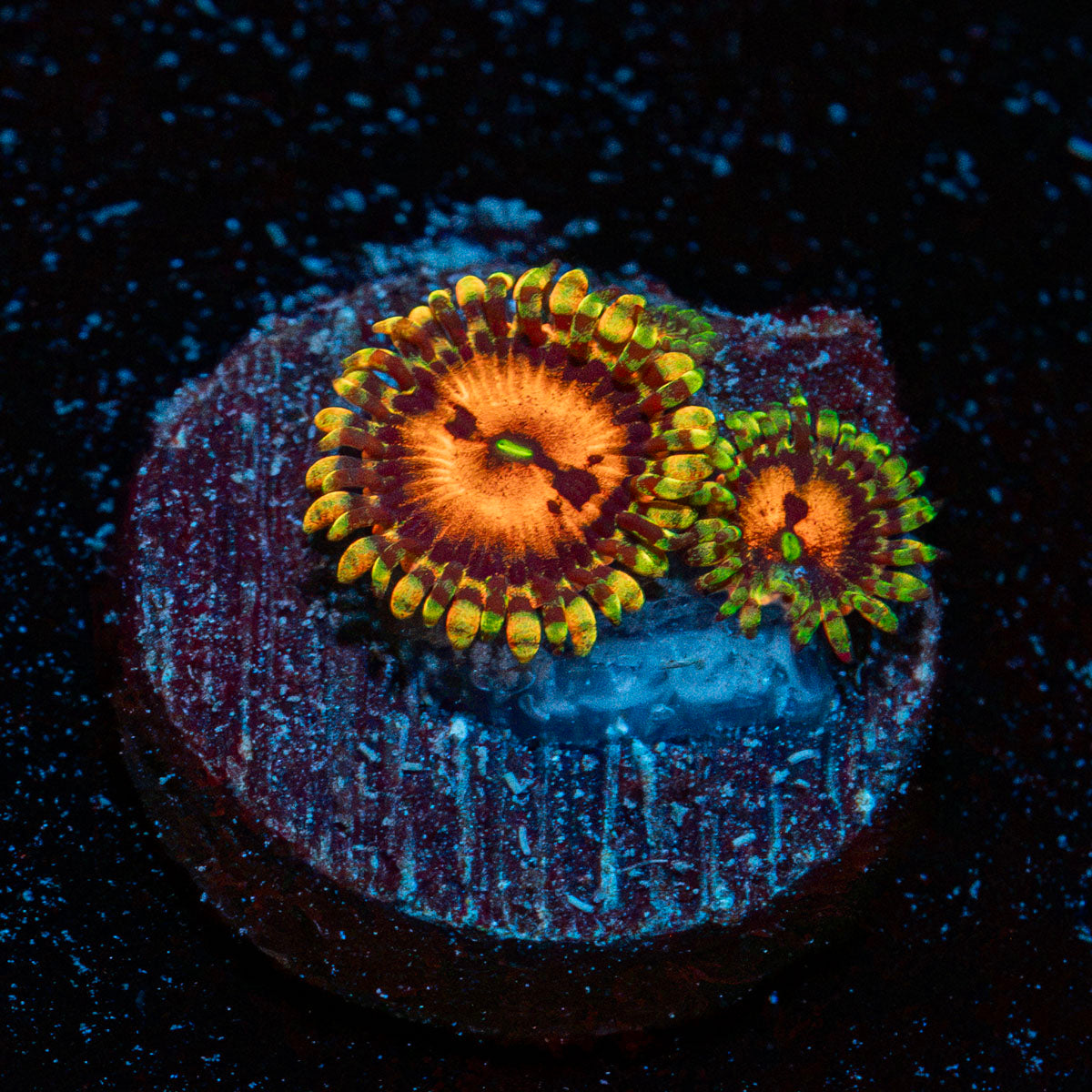 Piranha Plants Zoanthid Coral with colony growth in reef aquarium