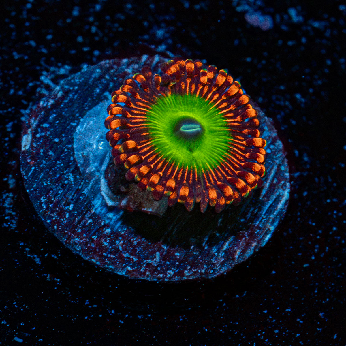 Candy Apple Red Zoanthid Coral colony growth in reef aquarium