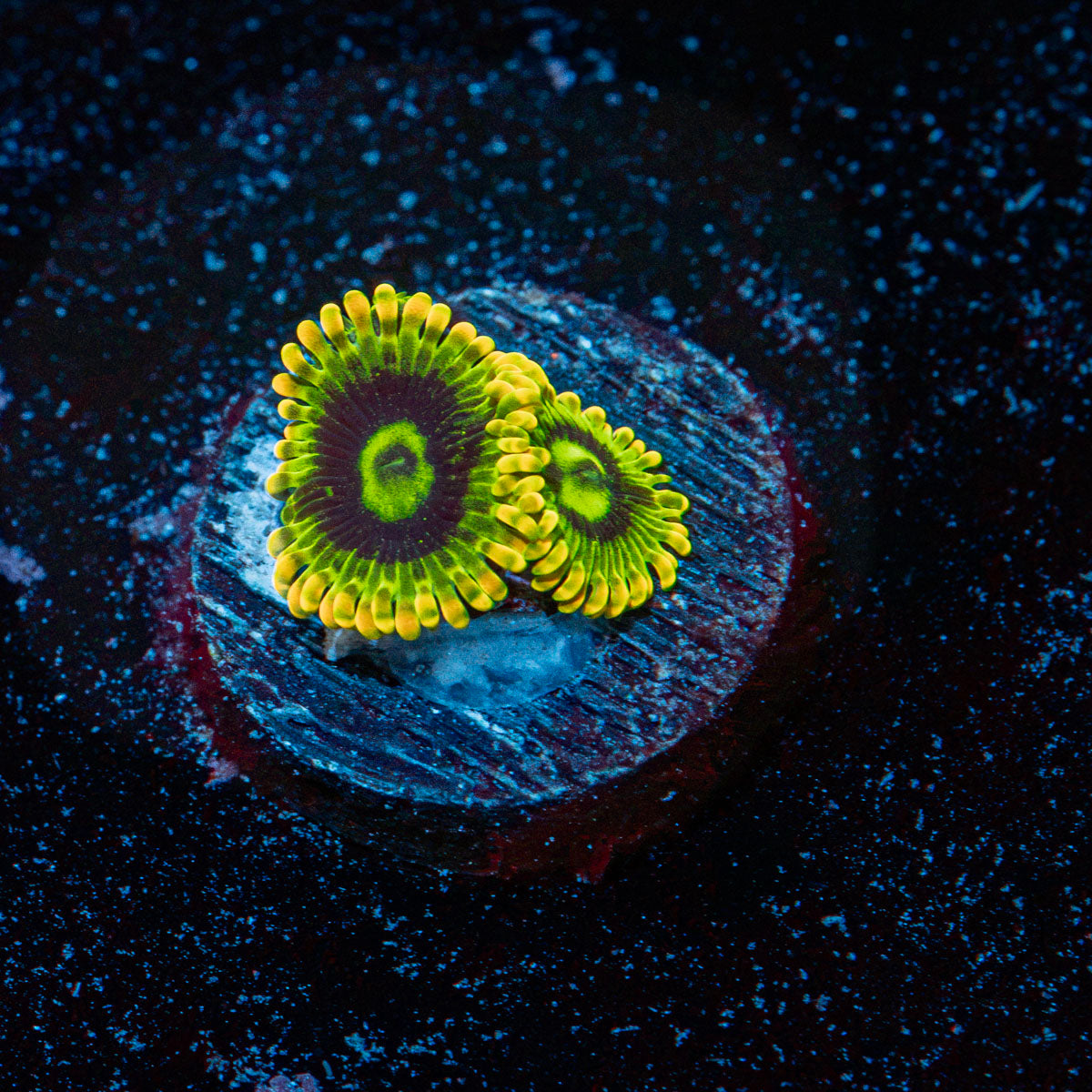 Rainbow Yoda Zoanthid Coral colony growth in reef aquarium