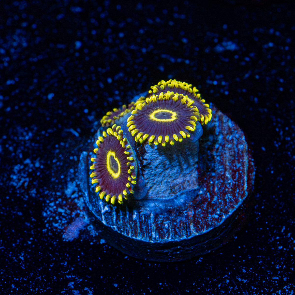 Blue Jay Zoanthid Coral with colony growth in reef aquarium