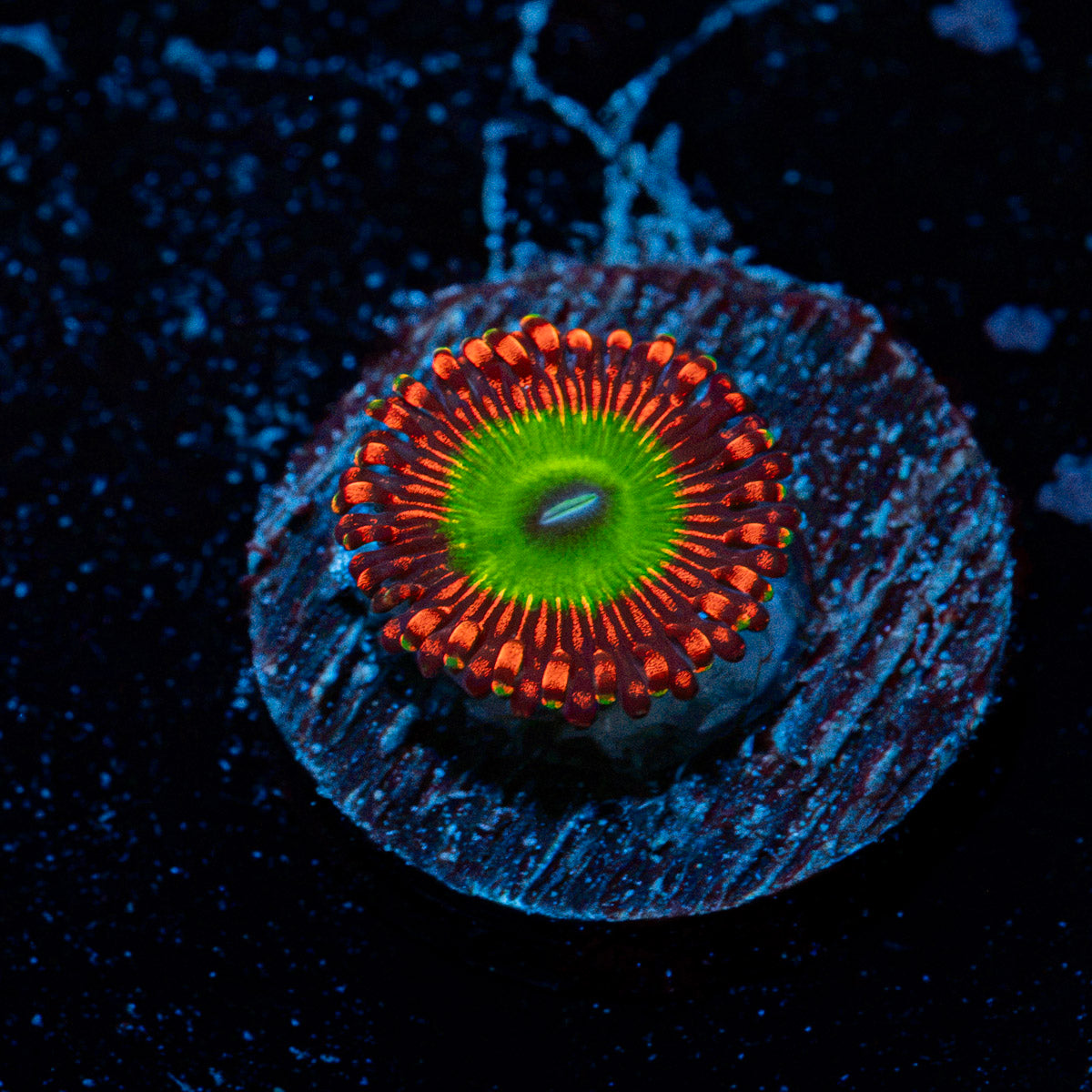 Candy Apple Red Zoanthid Coral colony growth in reef aquarium