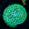 Seagrass Cypreastrea 