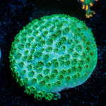Seagrass Cypreastrea 