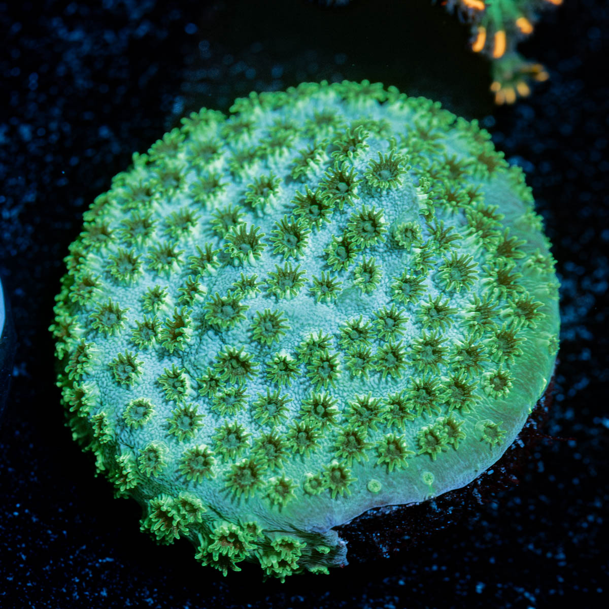 Seagrass Cypreastrea 