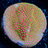 electric daisy Stylocoeniella