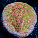 electric daisy Stylocoeniella