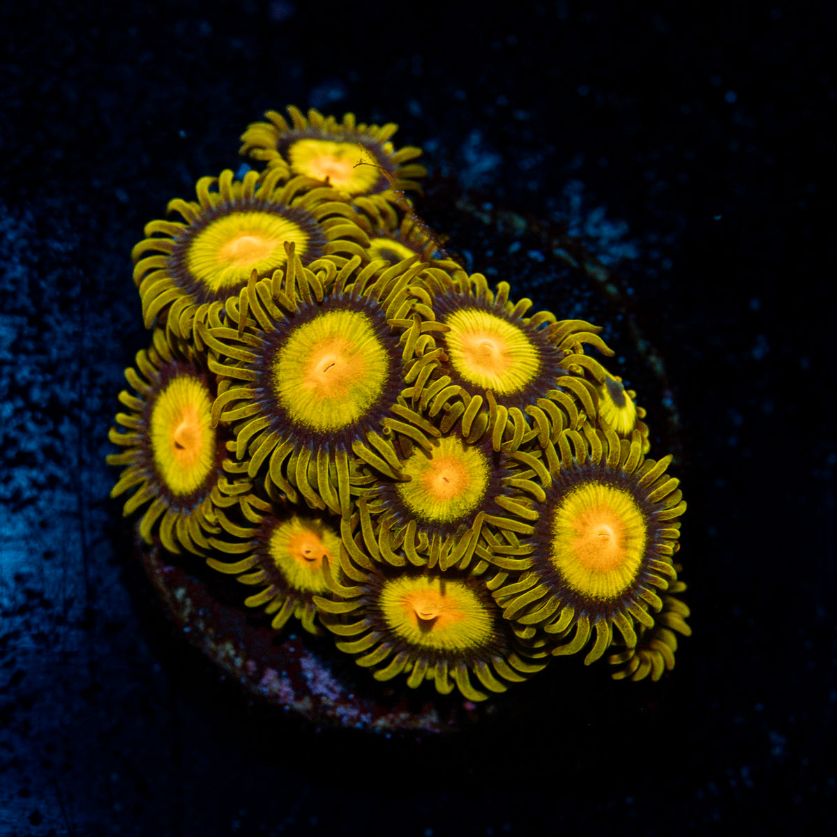 Tutti Fruity Zoanthid Coral with colony growth in reef aquarium