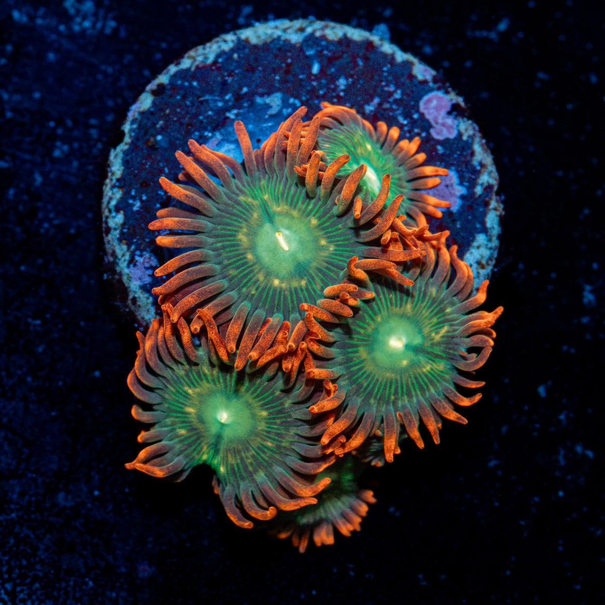 Blueberry Yum Yum Zoanthid Coral colony growth in reef aquarium