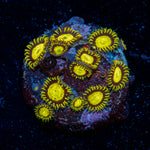 King Midas Zoanthid Coral colony growth in reef aquarium