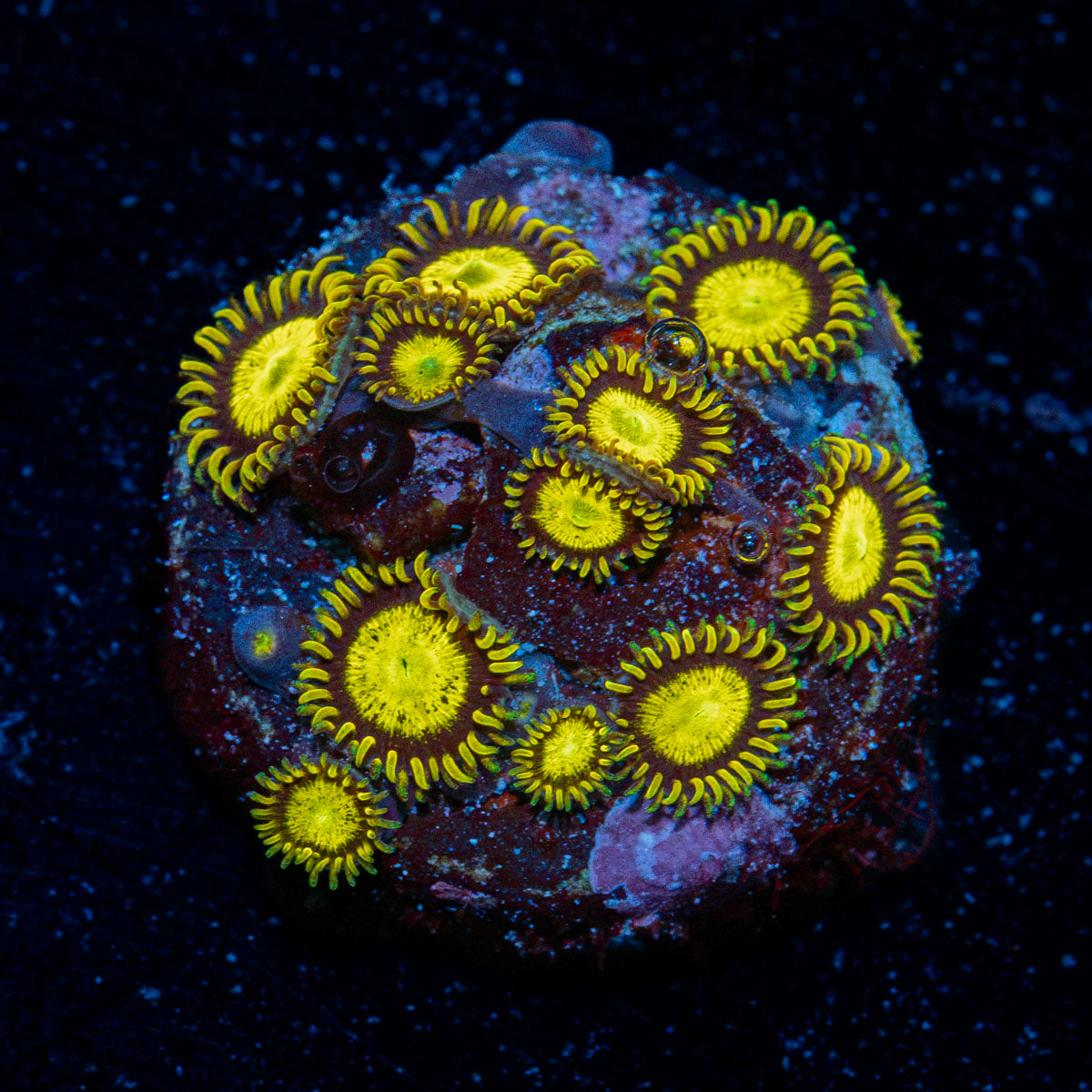 King Midas Zoanthid Coral colony growth in reef aquarium