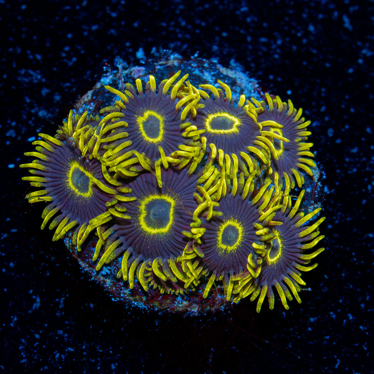 Blue Jays Zoanthid Coral colony growth in reef aquarium