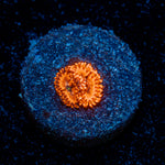 Utter Chaos Zoanthid Coral colony growth in reef aquarium