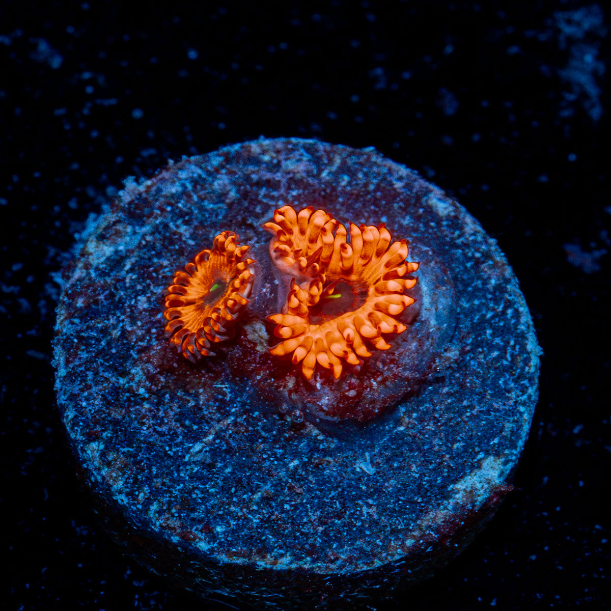 Utter Chaos Zoanthid Coral colony growth in reef aquarium