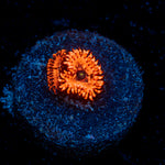Utter Chaos Zoanthid Coral colony growth in reef aquarium