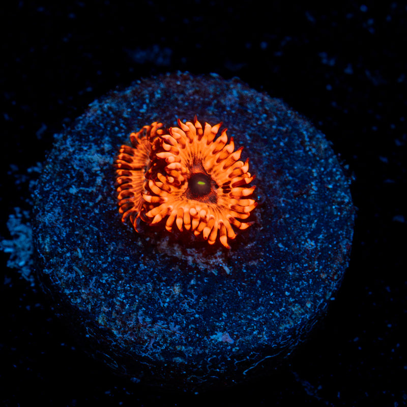Utter Chaos Zoanthid Coral colony growth in reef aquarium
