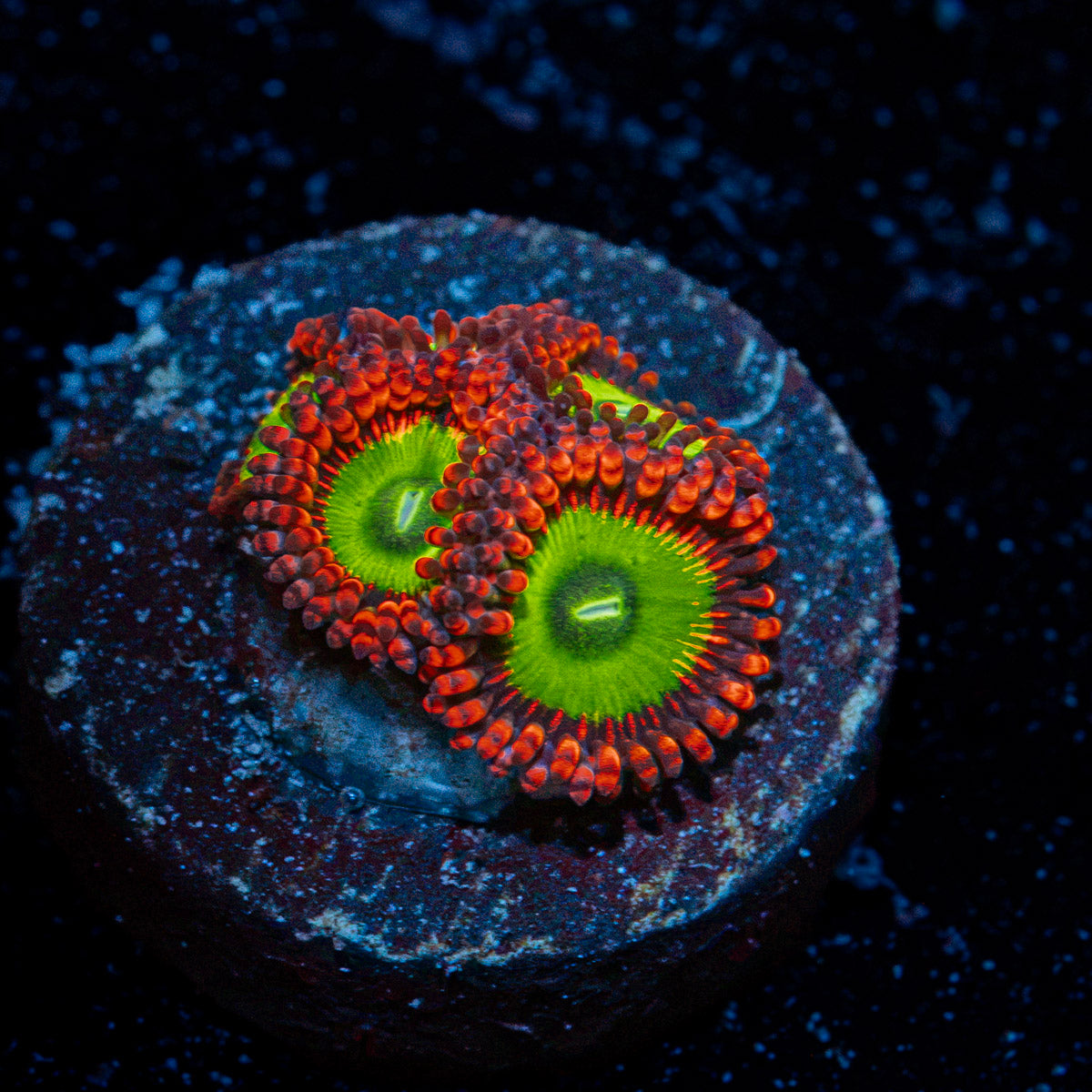 Candy Apple Red Zoanthid Coral colony growth in reef aquarium