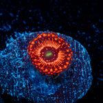 Illuminati Zoanthid Coral colony growth in reef aquarium