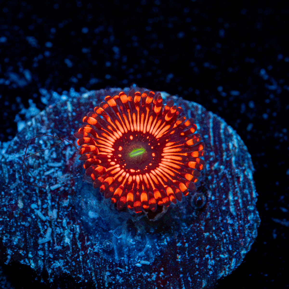 Illuminati Zoanthid Coral colony growth in reef aquarium