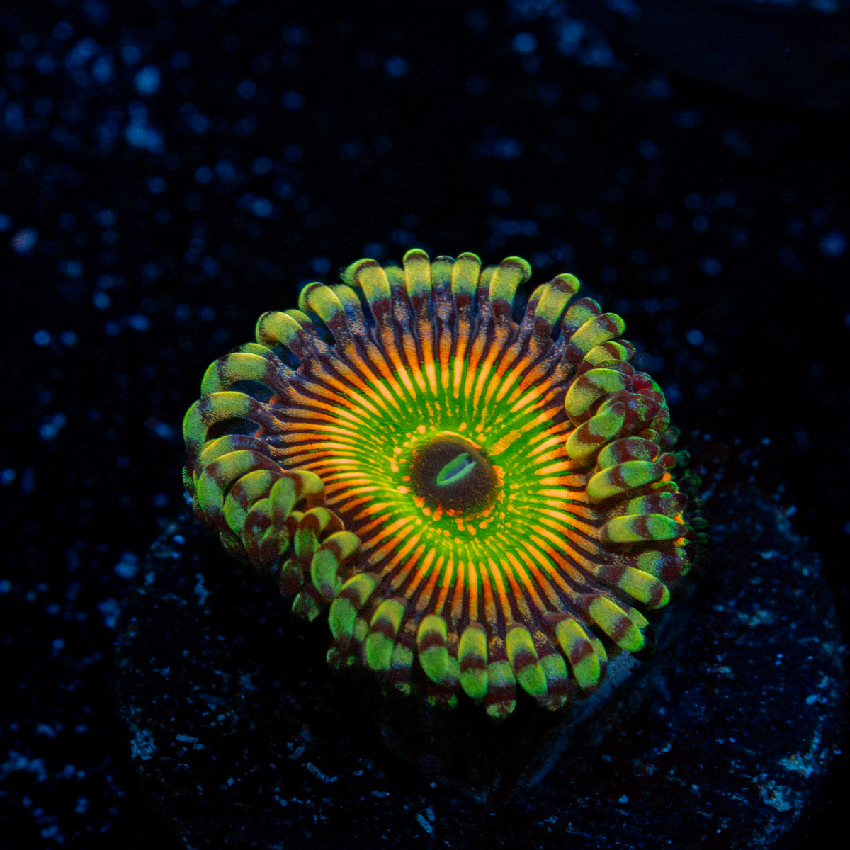Hyper Jubilees Zoanthid colony growth in reef aquarium