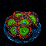 Candy Apple Red Zoanthid Coral with colony growth in reef aquarium
