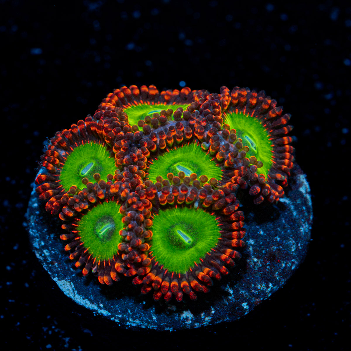 Candy Apple Red Zoanthid Coral with colony growth in reef aquarium