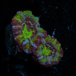 Acan Coral with fleshy polyps in reef aquarium
