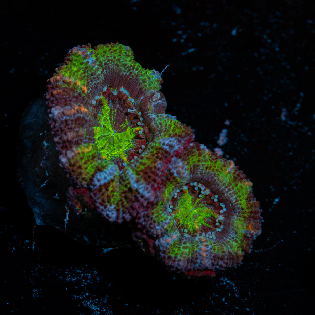 Acan Coral with fleshy polyps in reef aquarium