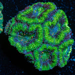 Acan Coral with fleshy polyps in reef aquarium