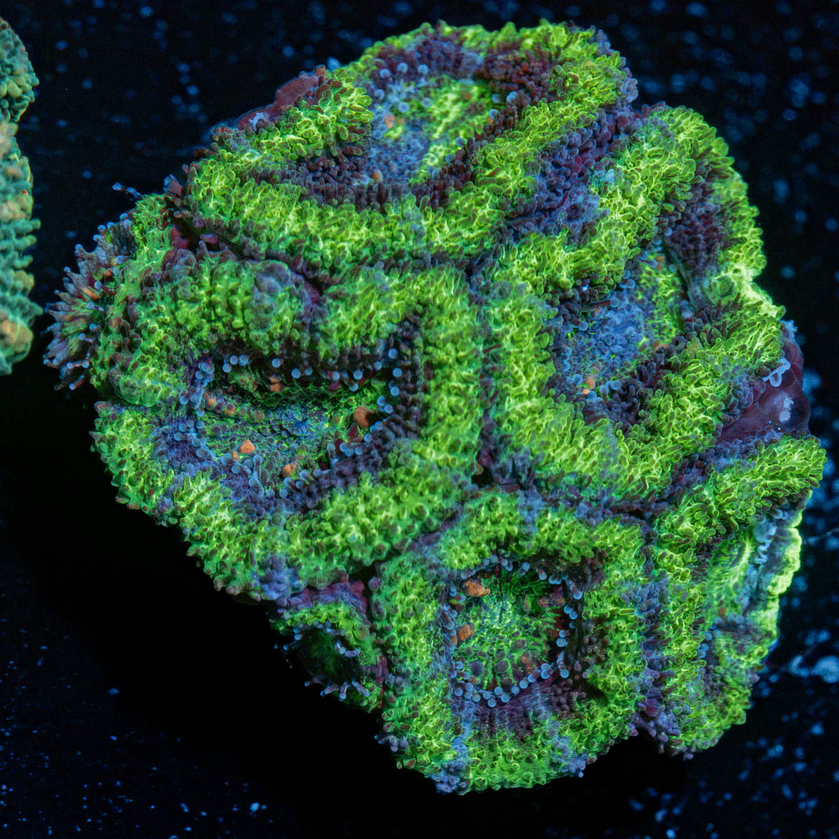 Acan Coral with fleshy polyps in reef aquarium