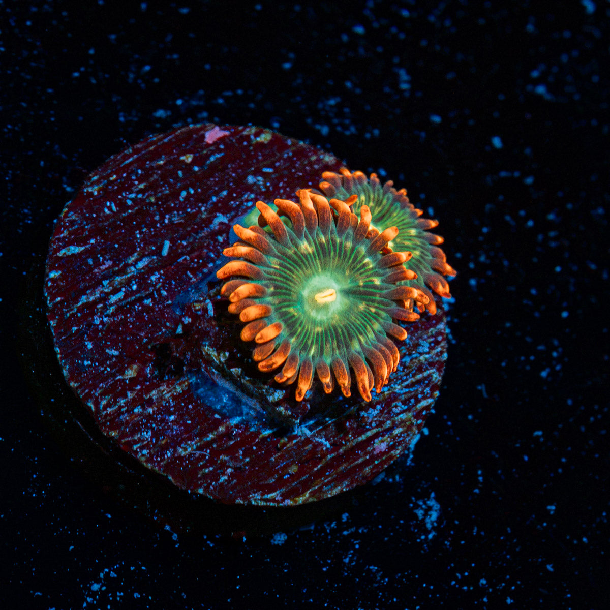 Blueberry Yum Yum Zoanthids Coral colony growth in reef aquarium