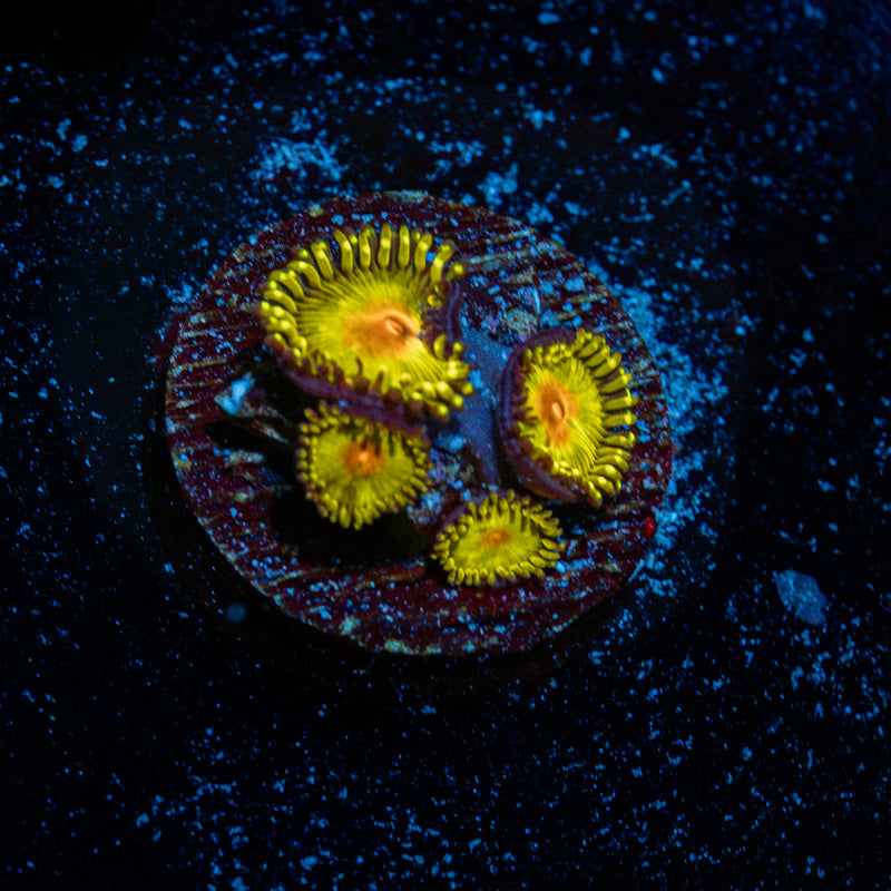 Golden Gods Zoanthid coral with colony growth in reef aquarium