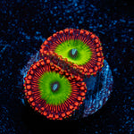 Candy Apple Red Zoanthid Coral colony growth in reef aquarium