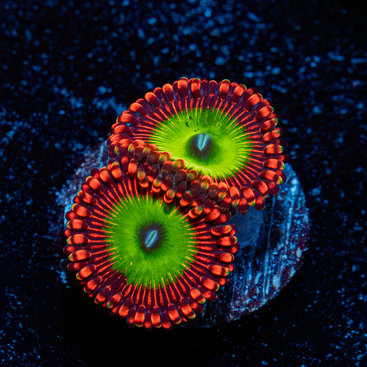Candy Apple Red Zoanthid Coral colony growth in reef aquarium