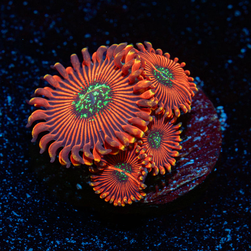 Dark Magicians Zoanthids Coral with colony growth in reef aquarium