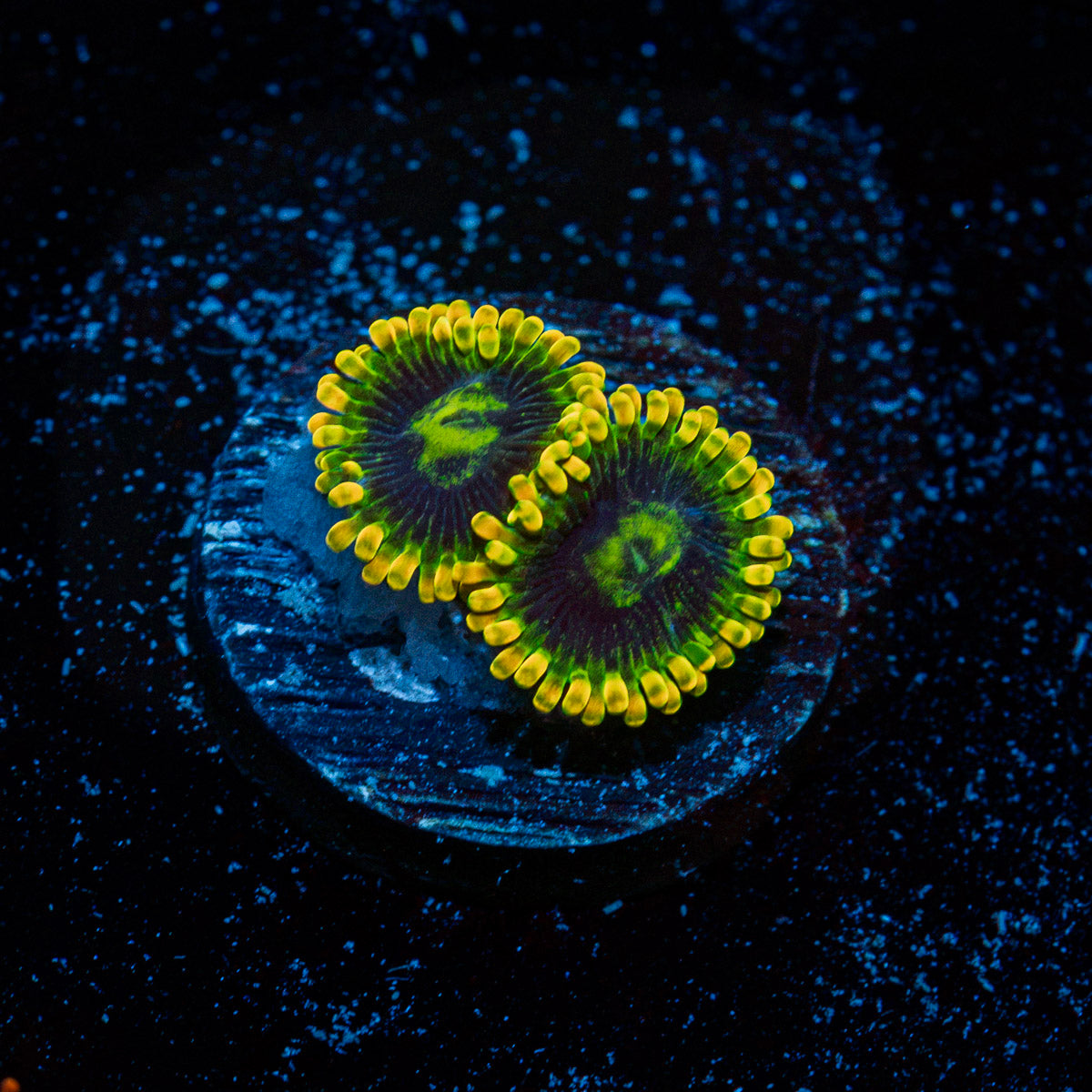 Rainbow Yoda Zoanthid Coral colony growth in reef aquarium