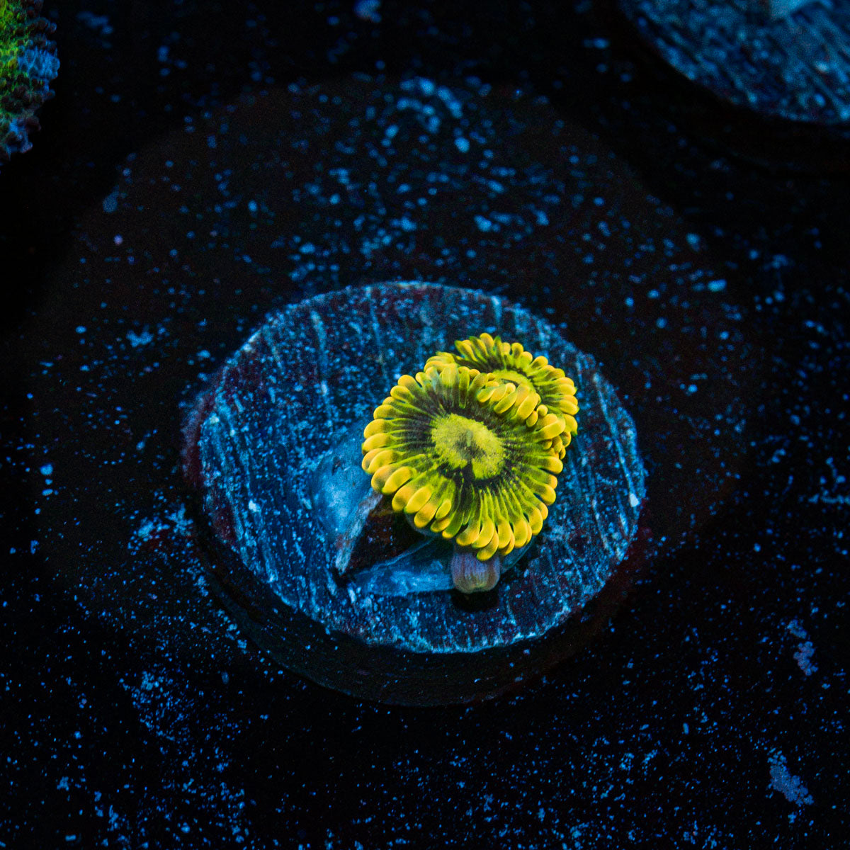 Rainbow Yoda Zoanthid Coral colony growth in reef aquarium