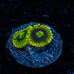 Rainbow Yoda Zoanthid Coral colony growth in reef aquarium