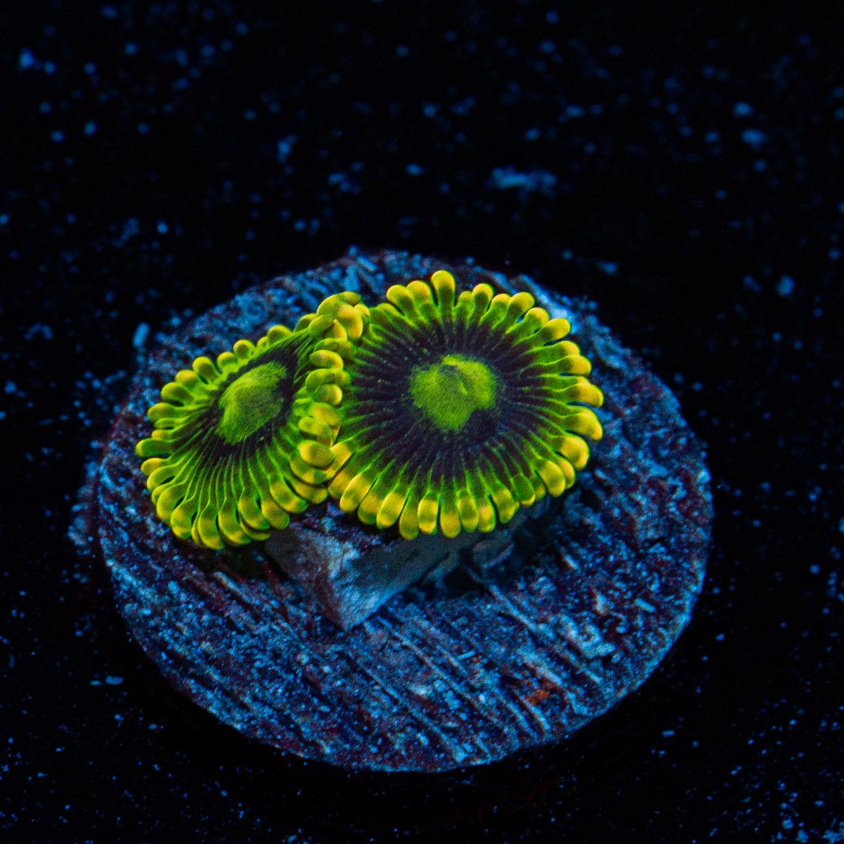 Rainbow Yoda Zoanthid Coral colony growth in reef aquarium