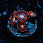 Stitches Zoanthid Coral with colony growth in reef aquarium