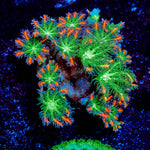 ARC Firework Clove polyps 